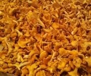 как хранить грибы лисички